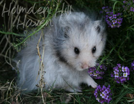 Gunner- Dark Grey Umbrous Longhaired Male Syrian Hamster